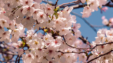 見福公園ソメイヨシノ桜40