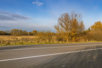 Fototapeta premium A road with a tree in the middle of it
