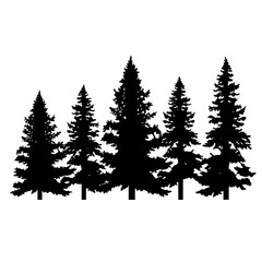 Obraz premium evergreen trees silhouette