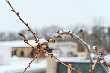 Winter Buds with Snow, Subtle Details