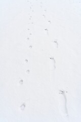 Footprints in Fresh Snow Leading Through the Winter Landscape