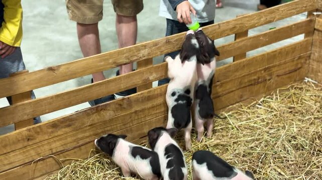 Baby pigs get fed milk from a child, temporary mini zoo activity in a shopping mall of Thailand.