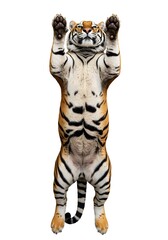 Tiger Standing on Hind Legs Against White Background