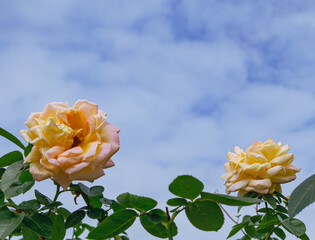 前橋バラ園　薔薇の花157