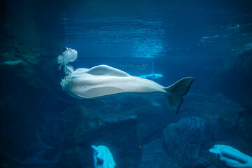 Light as a cloud, bright as the moon, the beluga floats through the northern seas, Georgia Aquarium, Atlanta, Georgia, United States of America