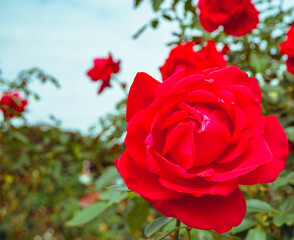 前橋バラ園　薔薇の花152