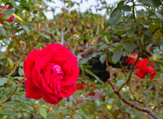 前橋バラ園　薔薇の花150