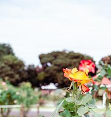 前橋バラ園　薔薇の花140