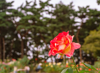 前橋バラ園　薔薇の花139