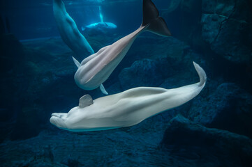Gliding through the blue, side by side, in perfect harmony, Georgia Aquarium, Atlanta, Georgia, United States of America