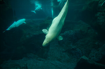 Fototapeta premium With each graceful turn, the beluga whale paints a story on the canvas of the sea, Georgia Aquarium, Atlanta, Georgia, United States of America