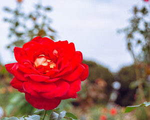 前橋バラ園　薔薇の花130