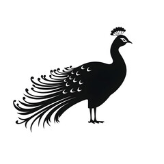 Fototapeta premium peacock silhouette