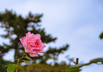 前橋バラ園　薔薇の花112