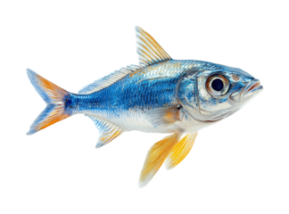 Swimming fish in clear waters nature isolated on transparent background