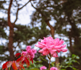 前橋バラ園　薔薇の花90