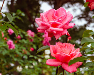 前橋バラ園　薔薇の花89