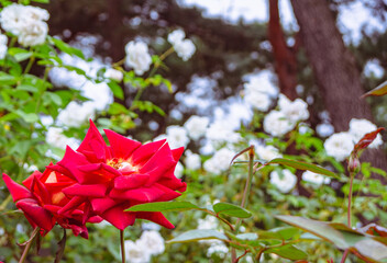 前橋バラ園　薔薇の花86