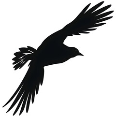 Obraz premium bird flight silhouette