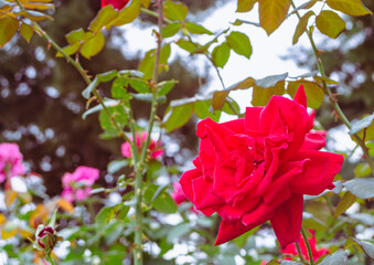 前橋バラ園　薔薇の花82