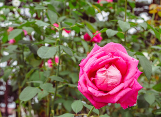 前橋バラ園　薔薇の花80