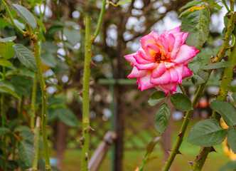 前橋バラ園　薔薇の花79
