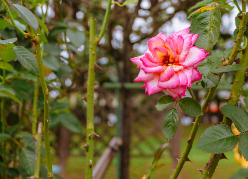 前橋バラ園　薔薇の花79