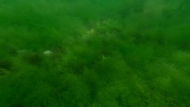 Camera moving forwards above the sea bottom covered with a continuous layer of Green algae Cladophora in sun glare, small fish swims above the algae