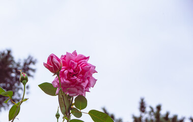 前橋バラ園　薔薇の花61