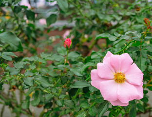 前橋バラ園　薔薇の花54