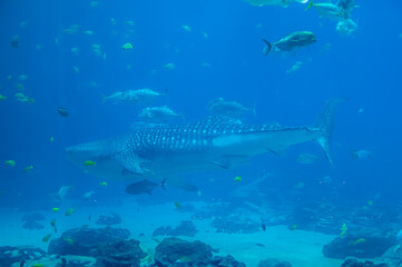 A graceful giant, the whale shark swims through the blue, reminding us that size doesn’t always mean speed, Georgia Aquarium, Atlanta, Georgia, United States of America