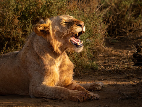 A young lioness yawns in the morning light