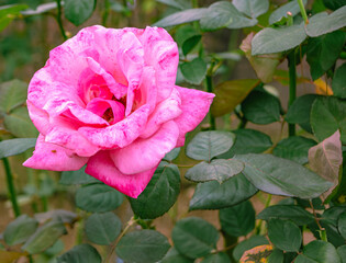前橋バラ園　薔薇の花48