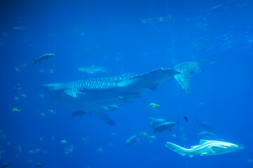 Fototapeta premium With each glide, the whale shark proves that sometimes the most majestic things move the slowest, Georgia Aquarium, Atlanta, Georgia, United States of America