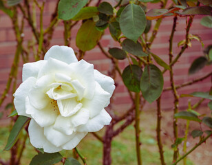 前橋バラ園　薔薇の花29