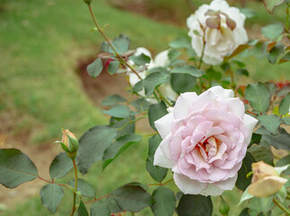 前橋バラ園　薔薇の花24