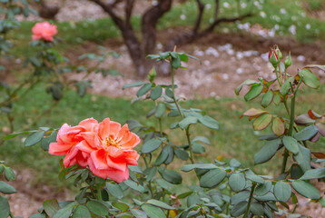 前橋バラ園　薔薇の花23