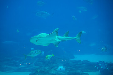 The zebra shark’s gentle movements remind us that beauty often lies in simplicity, as it swims effortlessly beneath the waves, Georgia Aquarium, Atlanta, Georgia, United States of America