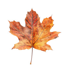 Fototapeta premium Autumn leaf nature isolated on transparent background