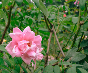 前橋バラ園　薔薇の花6