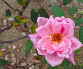 Obraz premium 前橋バラ園 薔薇の花4