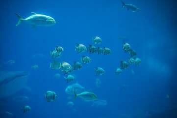 A school of fish moves as one—silent, swift, and perfectly in sync, Georgia Aquarium, Atlanta, Georgia, United States of America