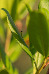 Butterfly Metamorphose (Charaxes Jasius)