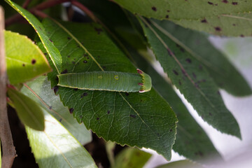 Butterfly Metamorphose (Charaxes Jasius)