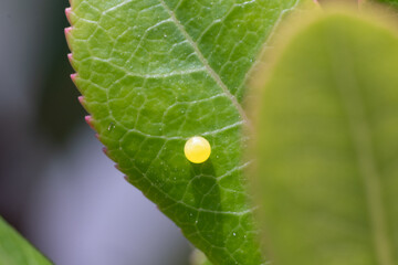 Butterfly Metamorphose (Charaxes Jasius)