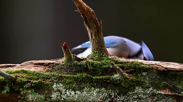Blue Jay on a log 