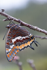 Butterfly Metamorphose (Charaxes Jasius)
