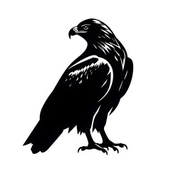 Obraz premium hawk silhouette