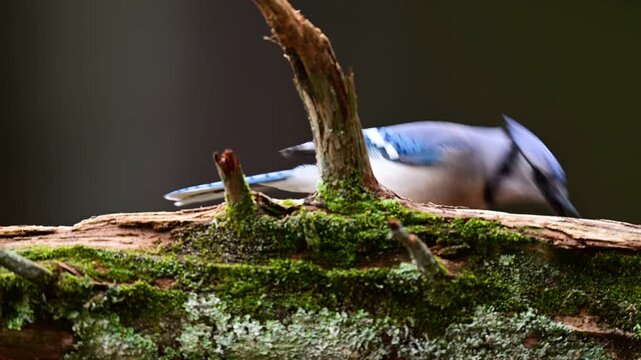 Blue Jay on a log 