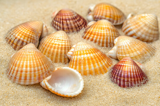 Close-up of beautiful seashells on the sand, blurred background, golden hour lighting